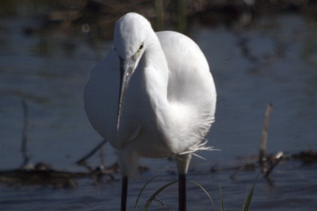 Martinet Blanc (Egretta garzetta)