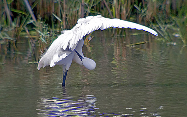 Martinet blanc (Egretta garzetta)