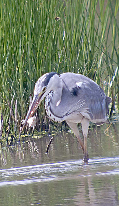 Bernat pescaire (Ardea cinerea)