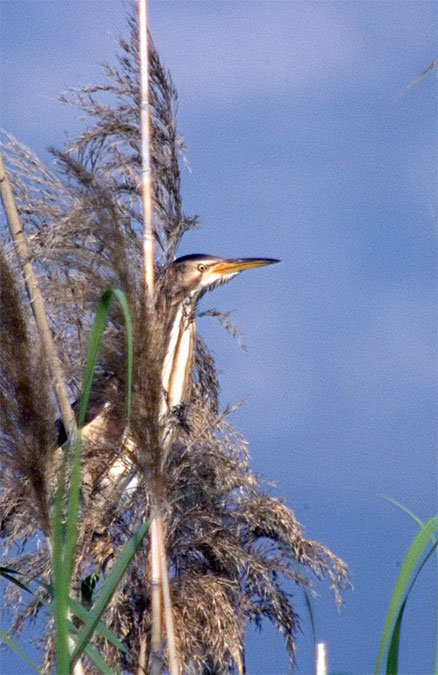 Martinet menut (Ixobrychus minutus)