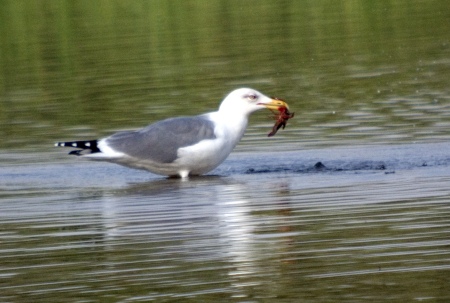 Gaviá  (Larus )