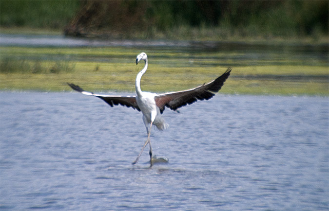 Flamenc (Phoenicopterus ruber)