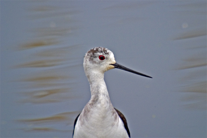 Cames llargues (Himantopus himantopus)