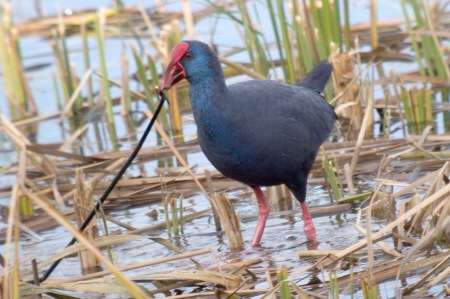 Polla Blava (Porphyrio porphyrio)