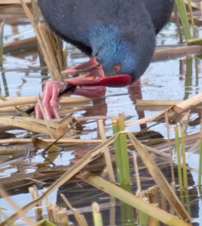 Polla Blava (Porphyrio porphyrio)