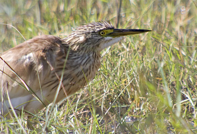 Martinet ros (Ardeola ralloides).