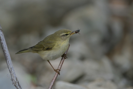 Mosquitero 2