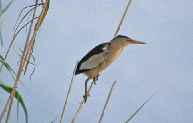 Martinet menut (Ixobrychus minutus)