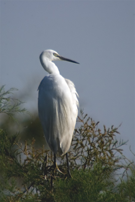 Martinet blanc (Egrette garzeta)