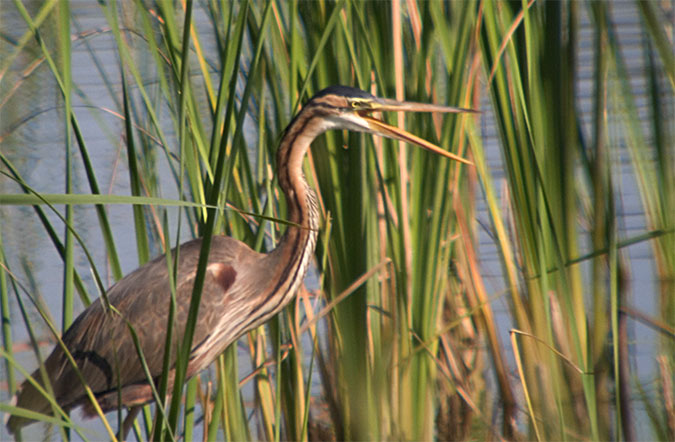 Agró roig (Ardea purpurea)