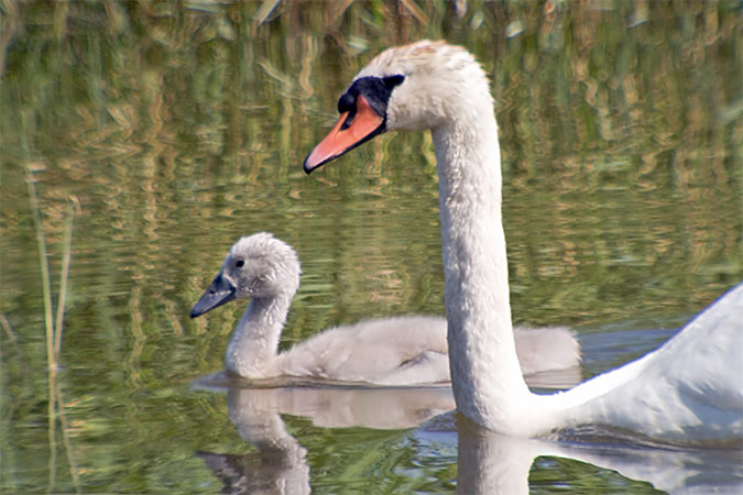 Cigne mut (Cygnus olor) 1 de 3