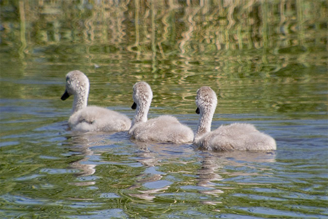 Cigne mut (Cygnus olor) 3 de 3