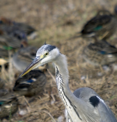 Bernat Pescaire (Ardea cinerea)