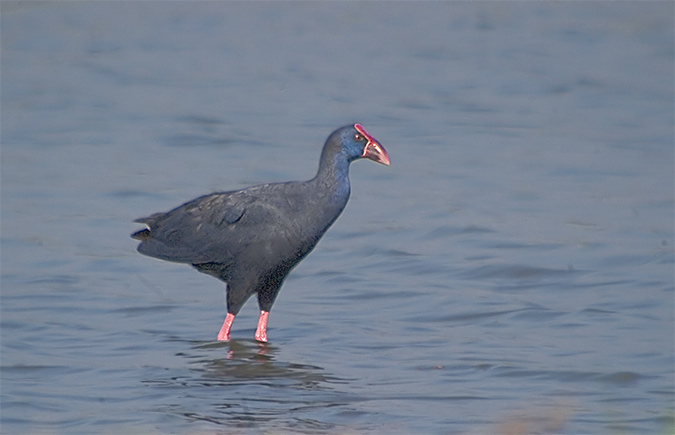 Polla blava (Porphyrio porphyrio) 1de4