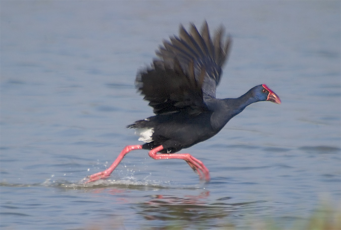 Polla blava (Porphyrio porphyrio) 2de4