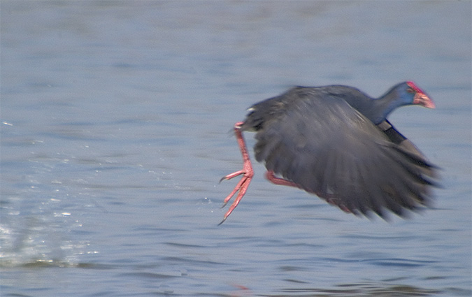 Polla blava (Porphyrio porphyrio) 3de4