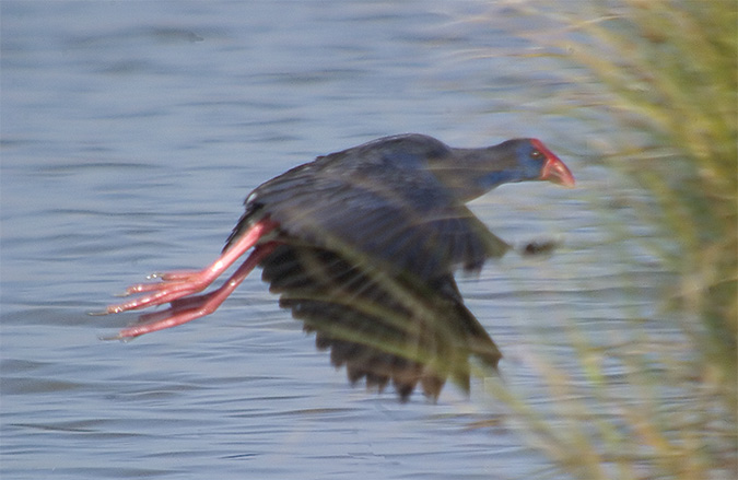 Polla blava (Porphyrio porphyrio) 4de4