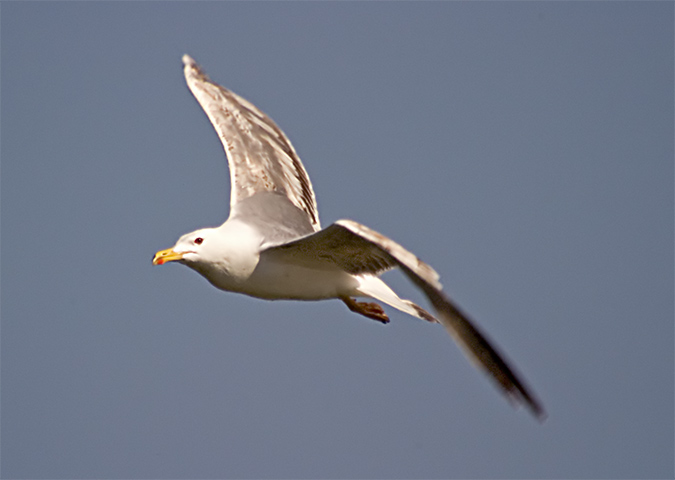 Gavia argentat (Larus cachinans)