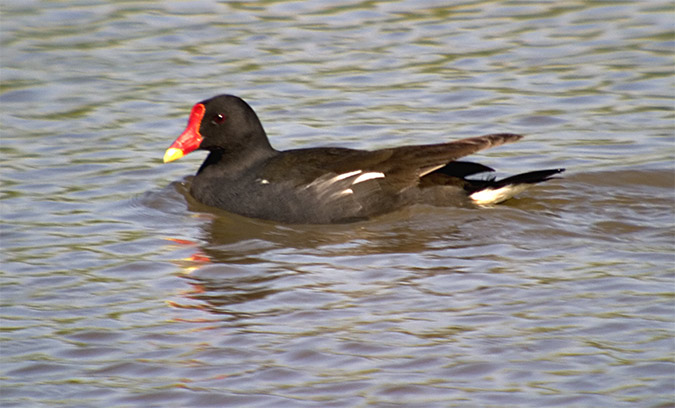 Polla d'aigua (Gallinula chloropus)