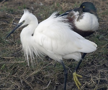 Martinet Blanc (Egretta garzetta)