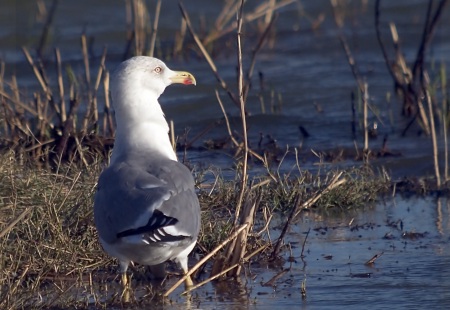 Gaviá Argentat (Larus cachinnans)