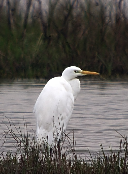 Agró blanc (Egretta alba) 1de2