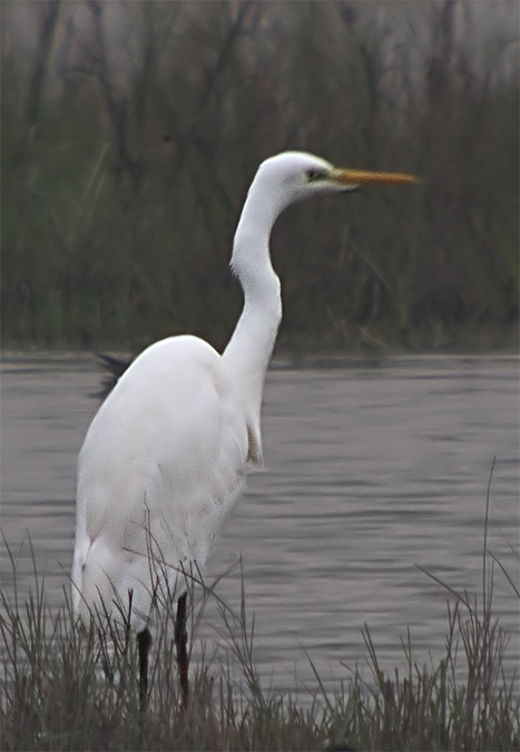 Agró blanc (Egretta alba) 2de2