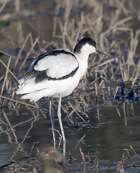 Bec d'Alena (Recurvirostra avosetta)