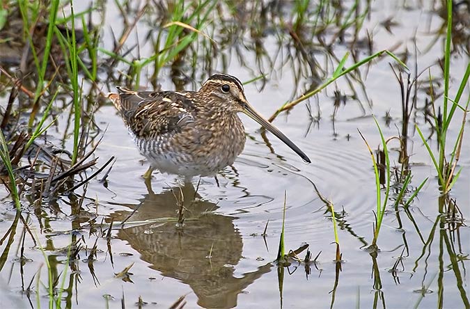 Becadell comú (Gallinago gallinago)