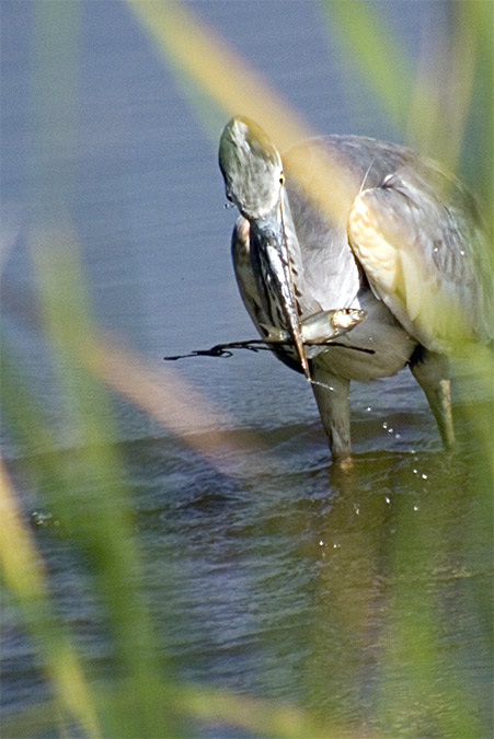 Bernat pescaire (Ardea cinerea)