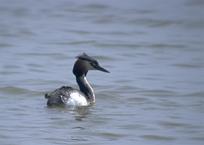 Cabussó emplomallat (Podiceps cristatus)