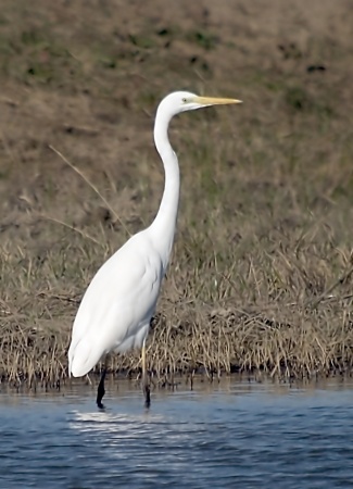 Agró Blanc (Egretta alba)