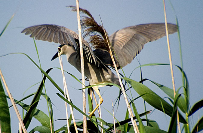 Martinet de nit (Nycticorax nycticorax)