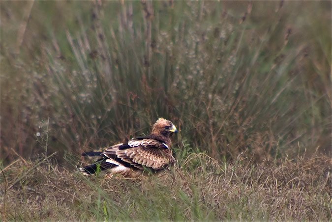 Aguila calçada (Aguililla calzada)