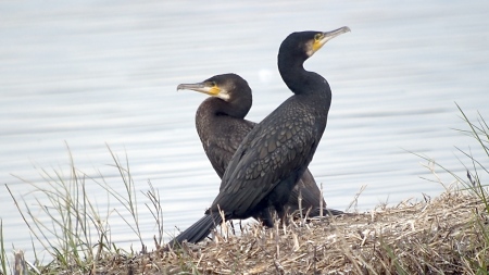 Corb Mari (Phalacrocorax aristotelis)