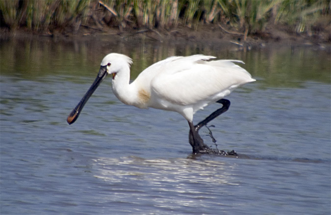 Becplaner (Platalea leucorodia)