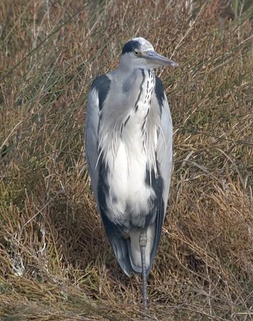 Bernat pescaire (Ardea cinerea)