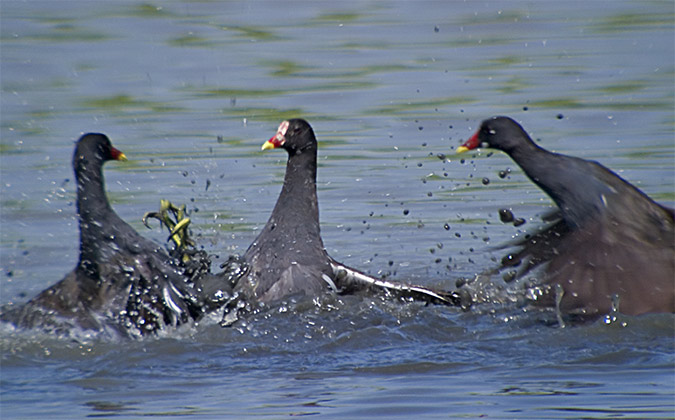 Polla d'aigua (Gallinula chloropus)