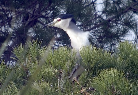 Martinet de Nit (Nycticorax nycticorax)