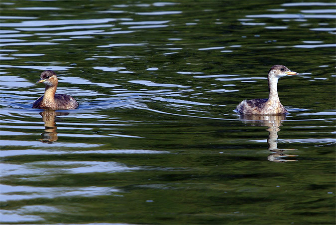 Cabussets(Tachybaptus ruficollis)