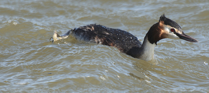 Cabussó emplomallat (Podiceps cristatus)