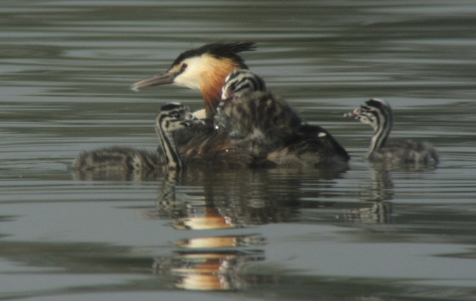 Cabussó emplomallat (Podiceps cristatus