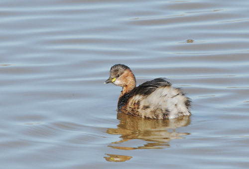 Cabusset (Tachybaptus ruficollis)