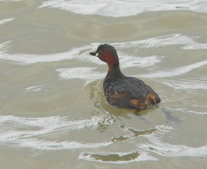 Cabusset (Tachybaptus ruficollis)