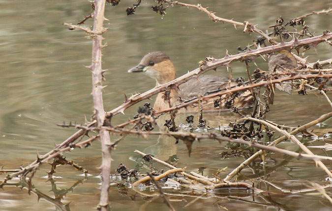 Cabusset (Tachybaptus ruficollis)