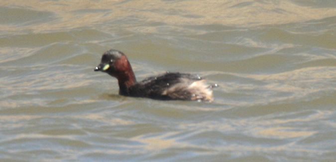 Cabusset (Tachybaptus ruficollis)