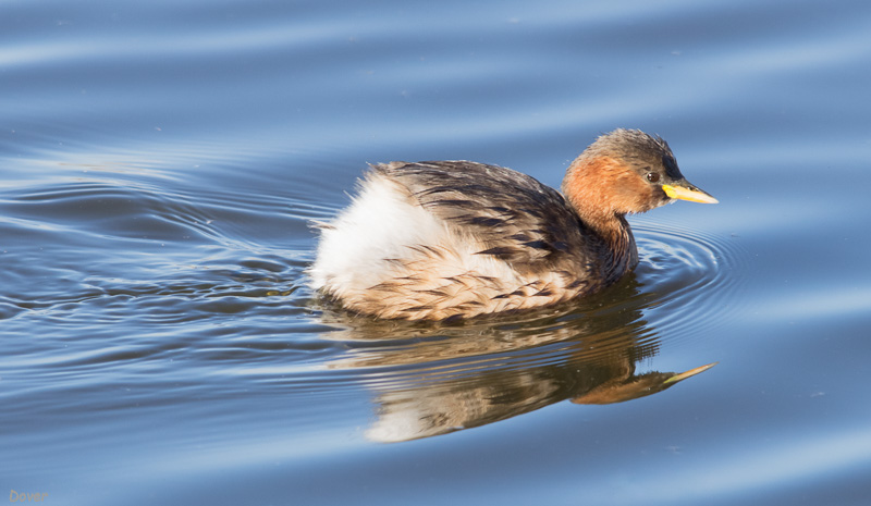 Cabusset (Tachybaptus ruficollis)