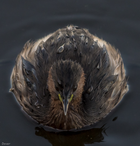 Cabusset  (Tachubapyus ruficollis)