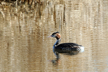 Cabussó emplomallat (Podiceps cristatus)