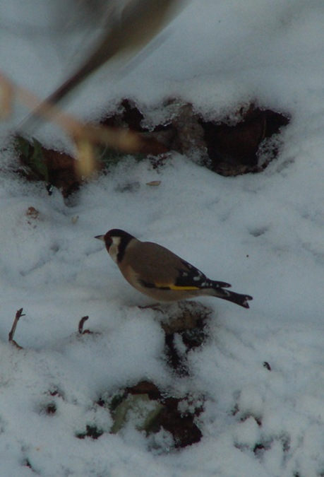 Cadernera i neu